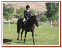 PMU 3/4 TB Percheron X