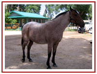 PMU 3/4 TB Percheron X
